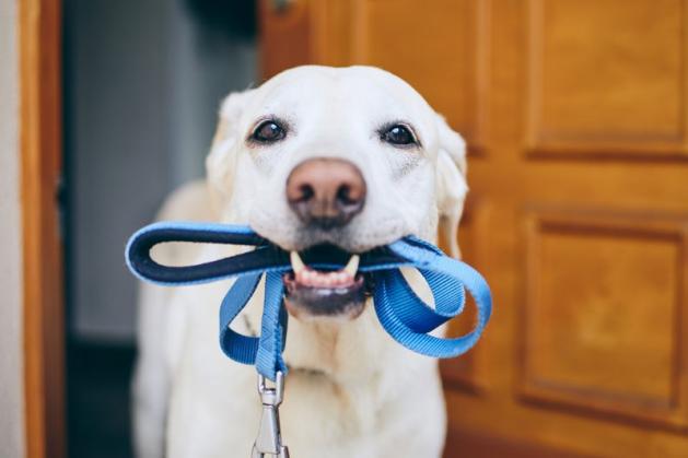 Laisse pour chiens