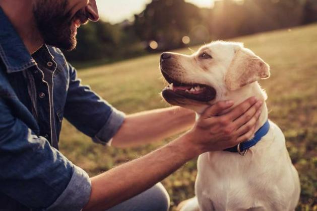 Approche personnalisée pour chiens