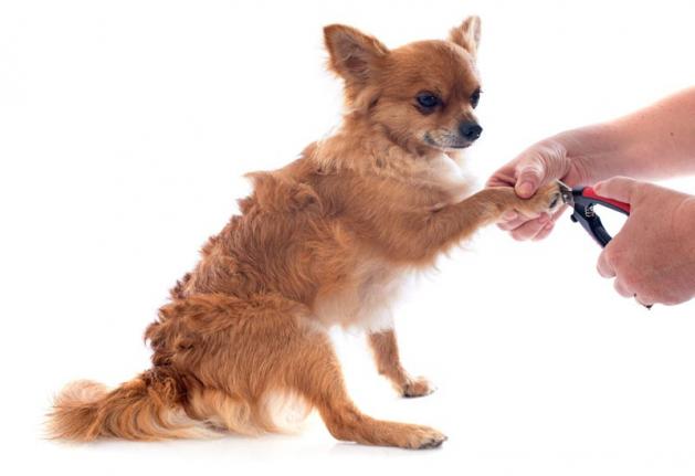 Couper les griffes de votre chien