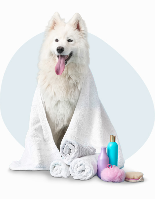 Grand chien blanc avec une serviette de toilettage sur le dos
