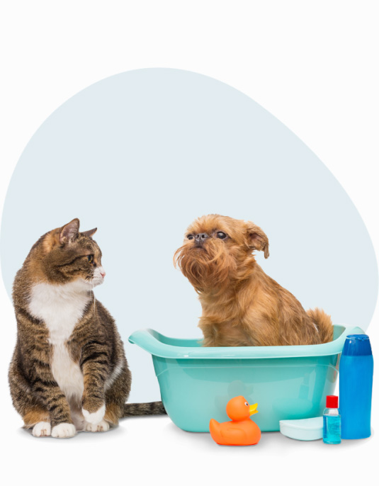 Un chat regardant un petit chien dans une bassine